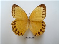 藏品(箭環蝶)的圖片